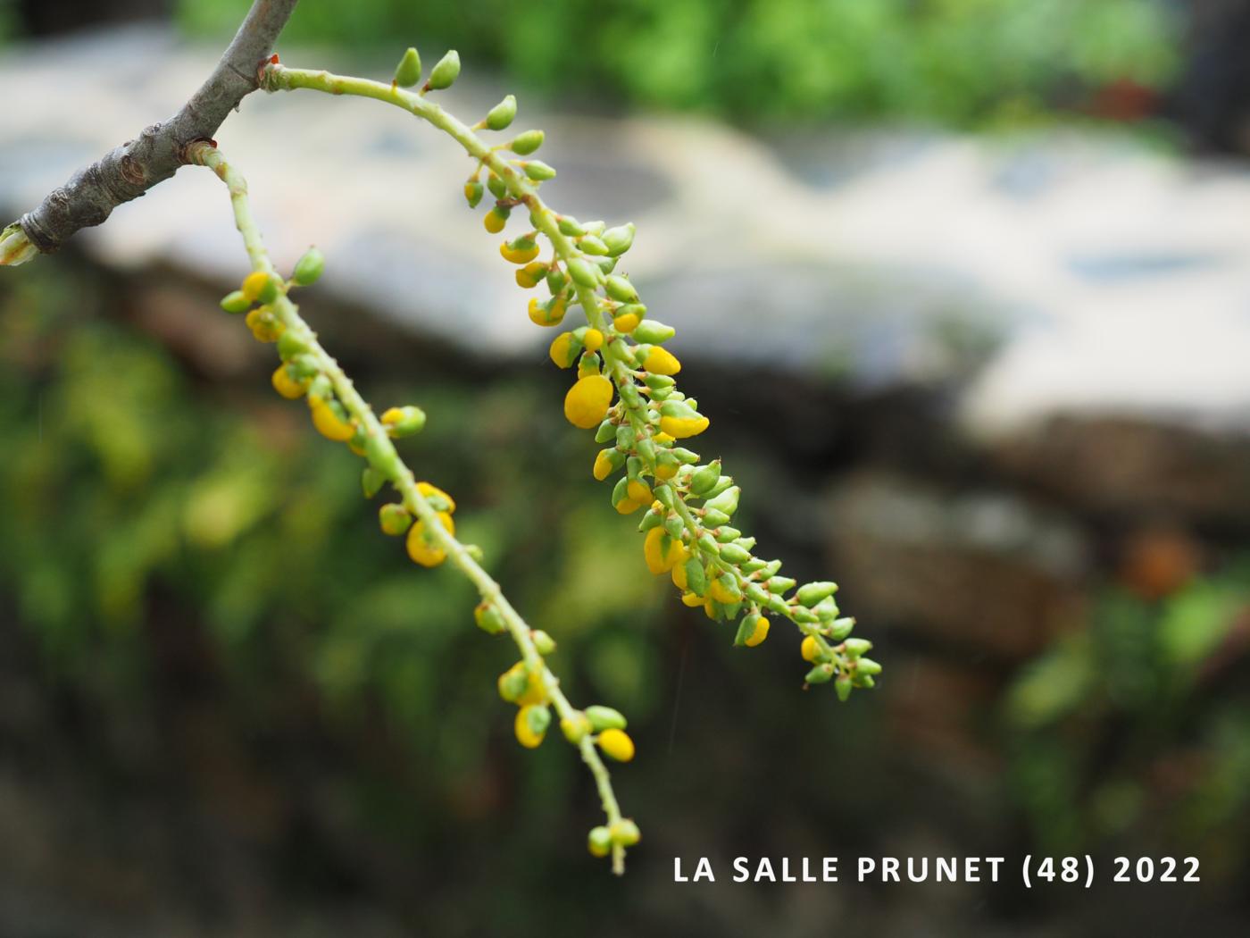 Poplar, White fruit